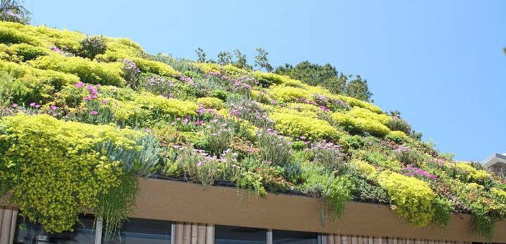 Крыша с зелёным садиком